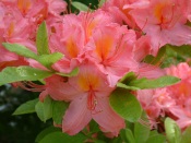 Rhododendron simsii